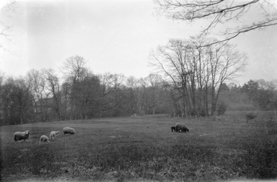 805430 Gezicht op enkele schapen in een weiland langs, (waarschijnlijk) de Grebbelinie in de omgeving van Woudenberg of ...